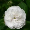 Rosier Ancien Mme Hardy