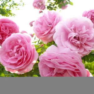 Rosier Ancien Louise Odier