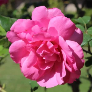 Rosier à Fleurs Groupées Sylvie Vartan