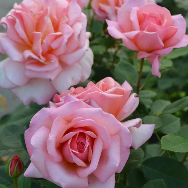 Rosier Belle Du Seigneur - grandes fleurs roses