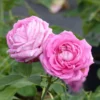 Rosier Ancien Mrs John Laing