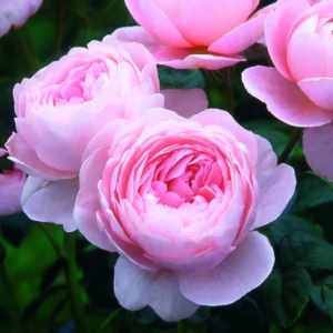 Rosier David Austin Queen Of Sweden