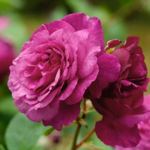 Rosier Buisson Kaffe Fassett