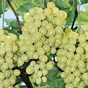 Vigne Perlette