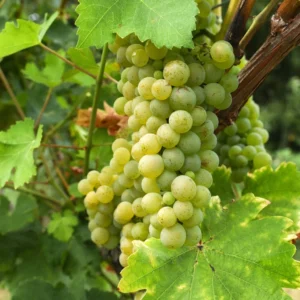 Vigne De Table Lilla – Vitis Vinifera