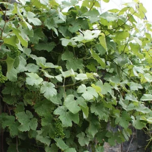 Vigne D&rsquo;ornement – Vitis Vinifera Incana