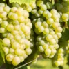 Vigne Lakemont