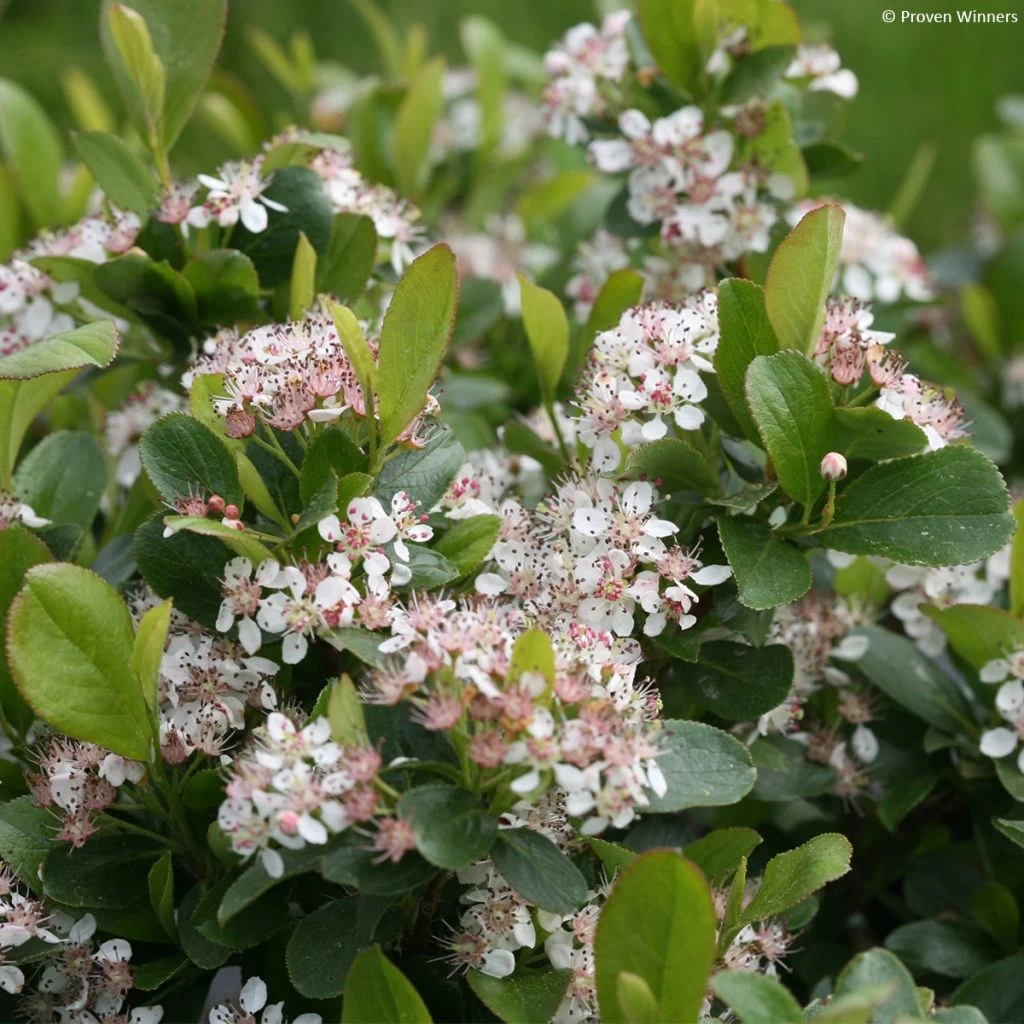Aronia Melanocarpa Revontuli Mound – Aronie à Fruits Noirs
