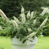 Buddleia White Chip – Arbre Aux Papillons Nain
