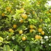 Citronnier Des 4 Saisons – Citrus Limon