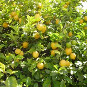Citronnier Des 4 Saisons – Citrus Limon