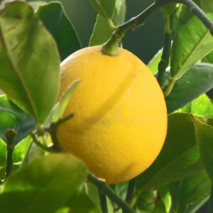 Citronnier Meyer – Citrus X Meyeri