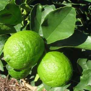Grand Citron Vert – Citrus Latifolia