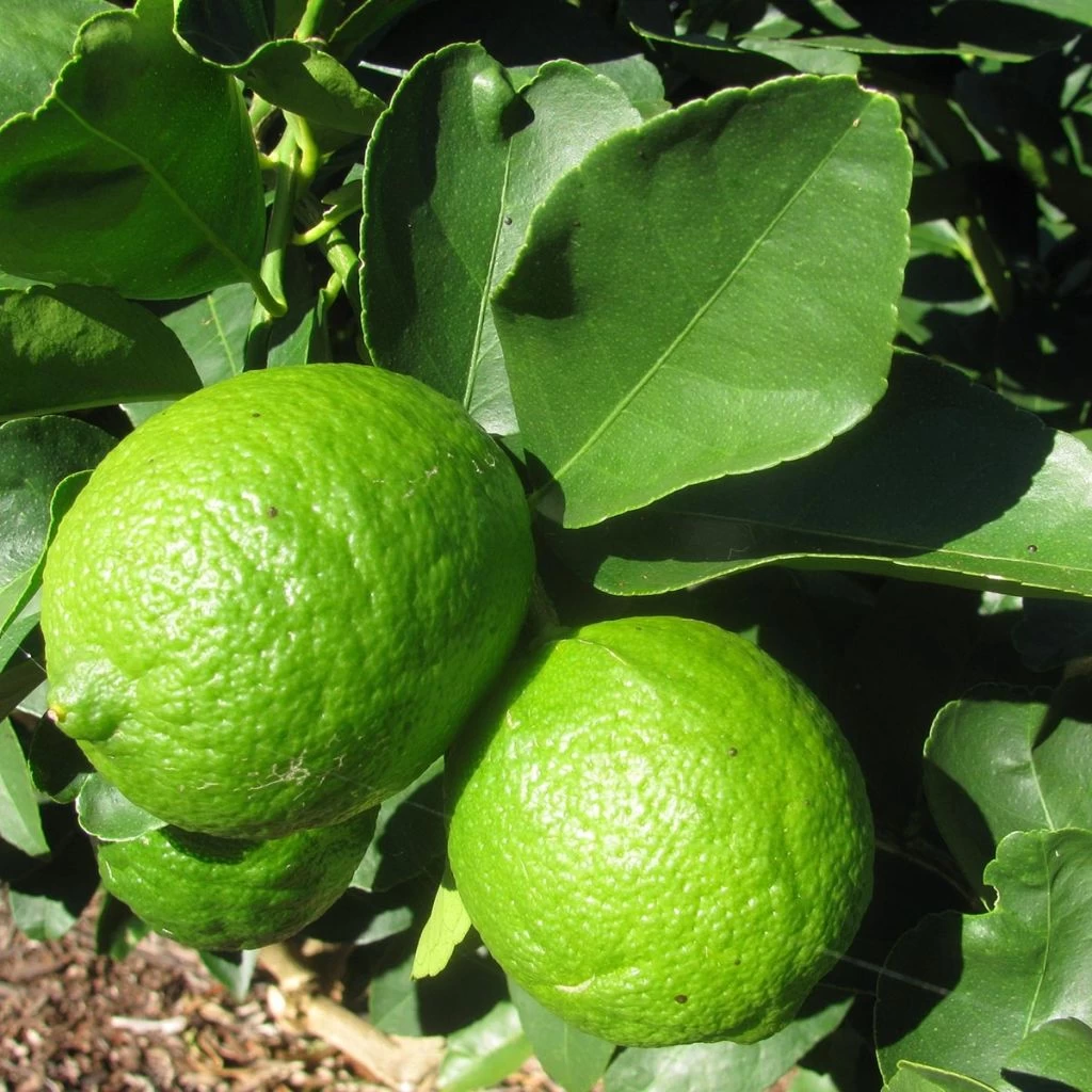 Grand Citron Vert – Citrus Latifolia
