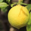 Citronnier – Citrus Limon Cerza