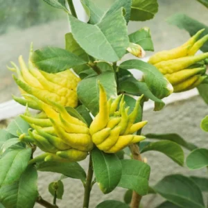 Main De Bouddha – Citrus Medica Var. Sarcodactylis