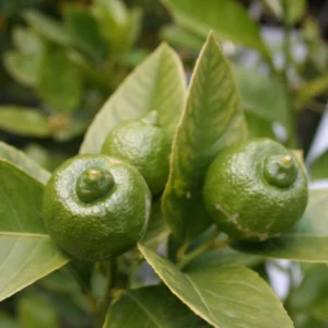 Citron Vert – Citrus Aurantifolia Mexicana