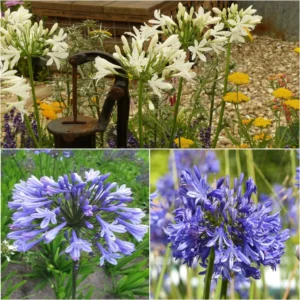 Collection De 3 Agapanthes