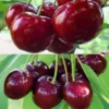 Duo Pollinisateur De Cerisiers Pour Une Récolte Généreuse