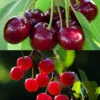 Duo Pollinisateur De Cerisiers Pour Une Récolte Savoureuse