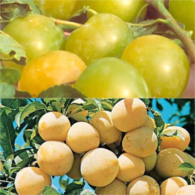 Duo Pollinisateur Reines Claudes Colorées En Gobelet