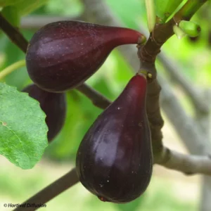 Figuier Noire De Caromb