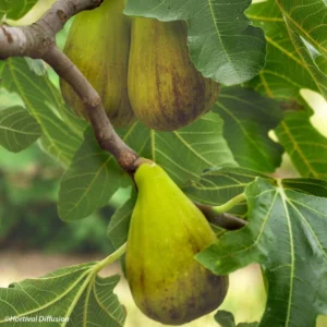 Figuier Précoce De Dalmatie – Ficus Carica