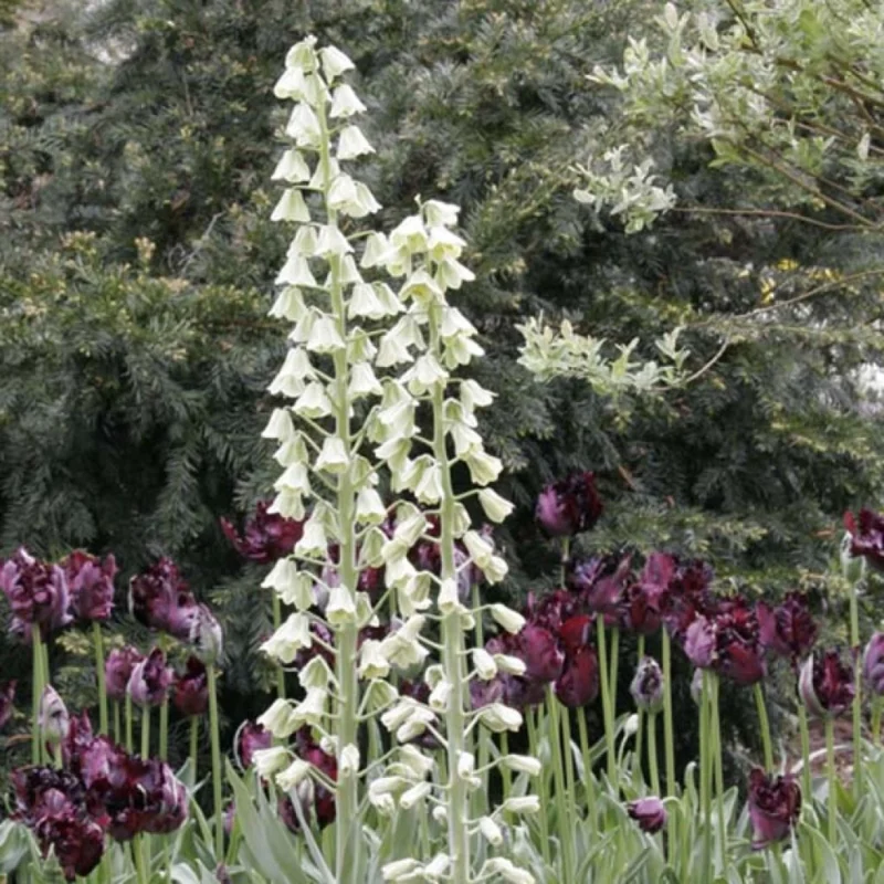 Gros plan Fritillaria Persica Ivory Bells en bouton