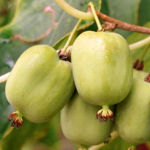 Kiwi Arguta Kokuwa – Kiwaï