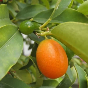Kumquat Fukushu Ou Jiangsu – Fortunella Obovata