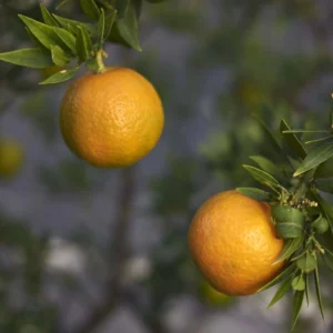 Mandarinier Chinois – Citrus Myrtifolia