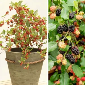 Mûrier Nain Mojo Berry – Morus Rotundiloba