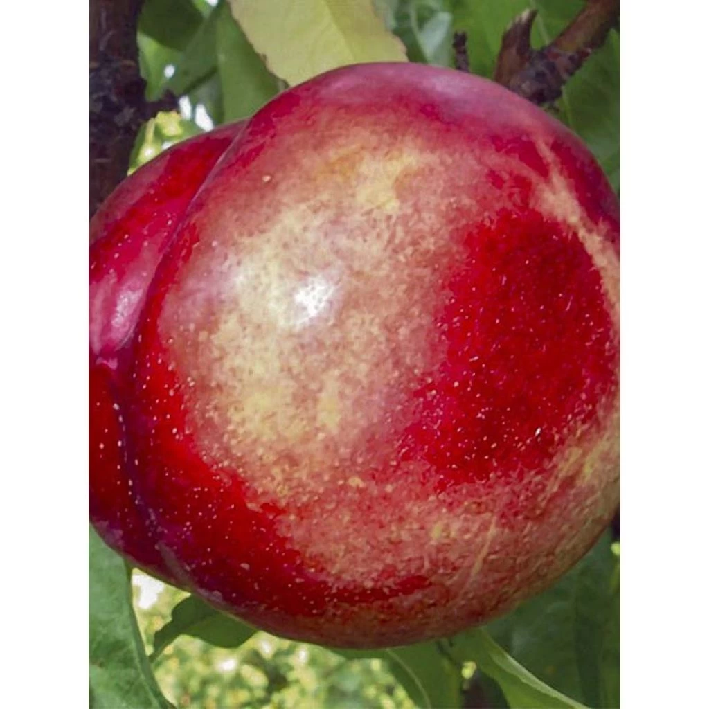 Nectarinier – Prunus Persica Nucipersica Silver Giant
