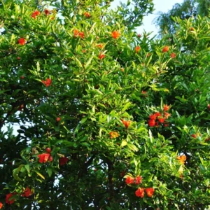 Grenadier à Fruits – Punica Granatum Fina Tendral