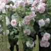 Rosier Ancien Cornelia