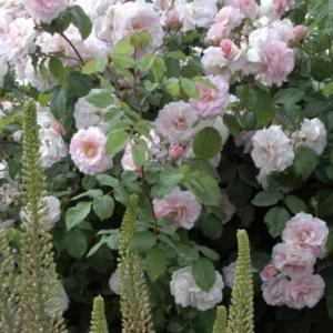 Rosier Ancien Cornelia